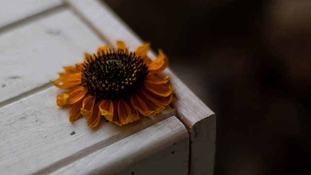 Sunflower white bench outdoor still free wallpaper for desktop - medium preview image