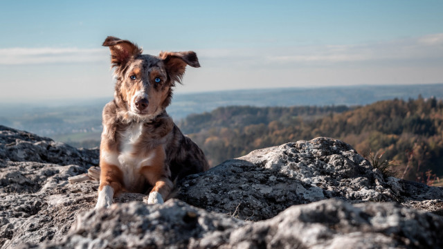 Dog mountain lake beach sky free wallpaper for desktop - medium preview image