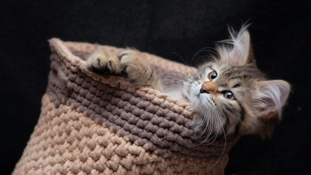 Cat peeking yarn basket blue free wallpaper for desktop - medium preview image