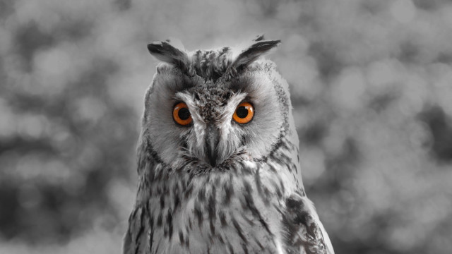Owl orange eyes blurry background #2 free wallpaper for desktop - medium preview image