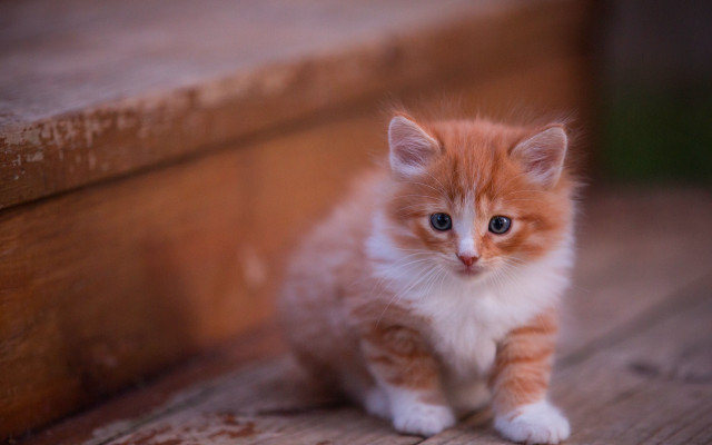 Orange white kitten sad bench free wallpaper for desktop - medium preview image