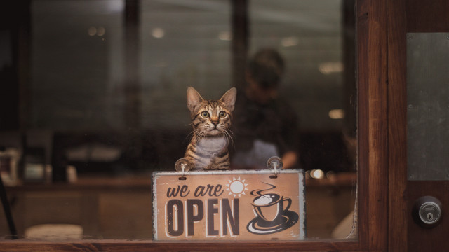 Cat open sign coffee tiltshift free wallpaper for desktop - medium preview image