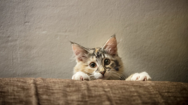 Cat bed wall paw shiba free wallpaper for desktop - medium preview image