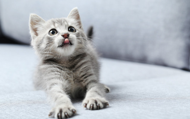 Kitten surprised couch animal focus free wallpaper for desktop - medium preview image