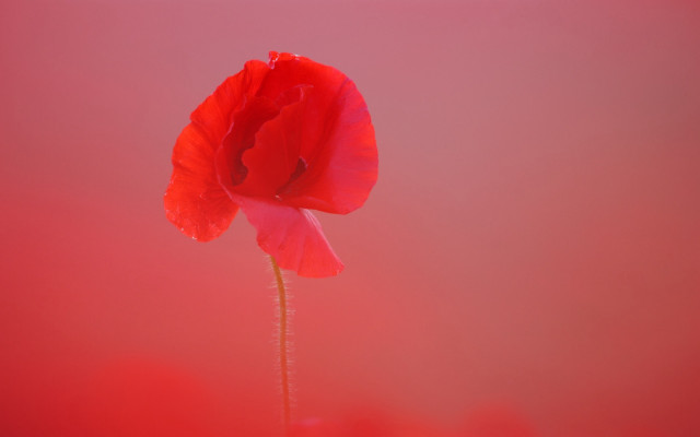 Red flower vase table macro free wallpaper for desktop - medium preview image