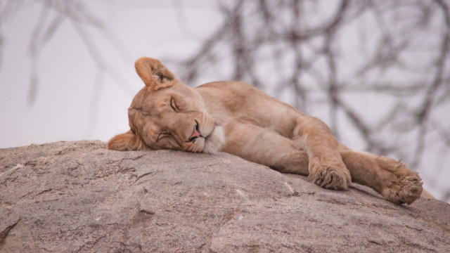 Lion sleeping rock tree blurry free wallpaper for desktop - medium preview image