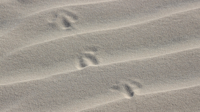 Bird footprints beach wave land free wallpaper for desktop - medium preview image