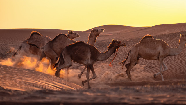 Camel group desert sunset dust free wallpaper for desktop - medium preview image