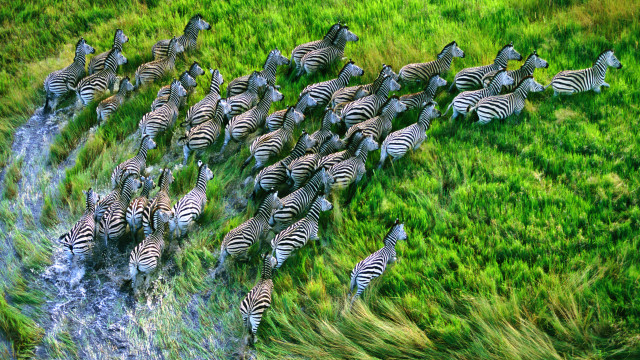 Zebras stream water grass nature free wallpaper for desktop - medium preview image