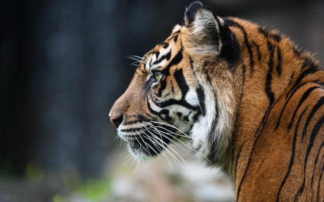 Tiger blurry background jigsaw sharp free wallpaper for desktop - medium preview image