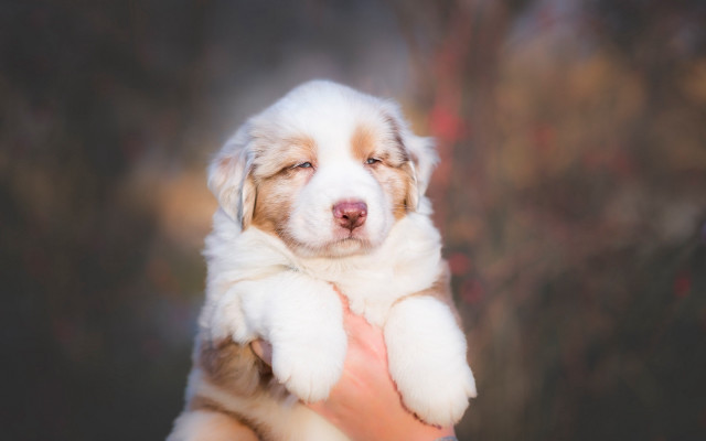 Puppy hugging portrait blurry background free wallpaper for desktop - medium preview image