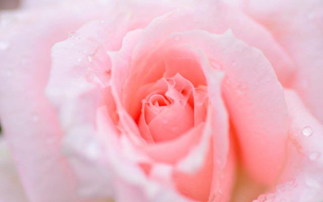 Pink rose water droplets macro #30 free wallpaper for desktop - medium preview image