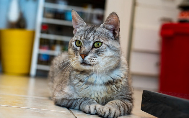 Surprised cat floor photorealistic blurry free wallpaper for desktop - medium preview image