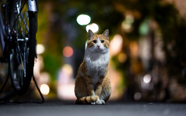 Cat bike night street bokeh free wallpaper for desktop - medium preview image