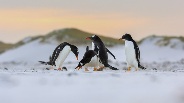 Penguins snow mountains sunset flock free wallpaper for desktop - medium preview image