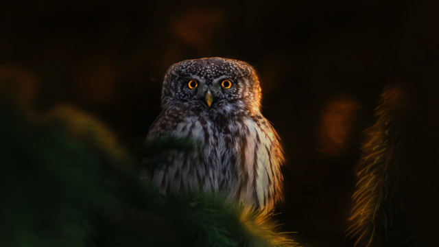 Bird glowing eyes detailed photorealistic free wallpaper for desktop - medium preview image
