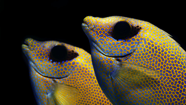 Yellow fish black spots holography free wallpaper for desktop - medium preview image