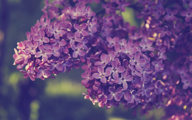Purple flowers air blurry background free wallpaper for desktop - medium preview image