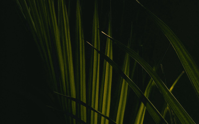 Close up plant long green free wallpaper for desktop - medium preview image