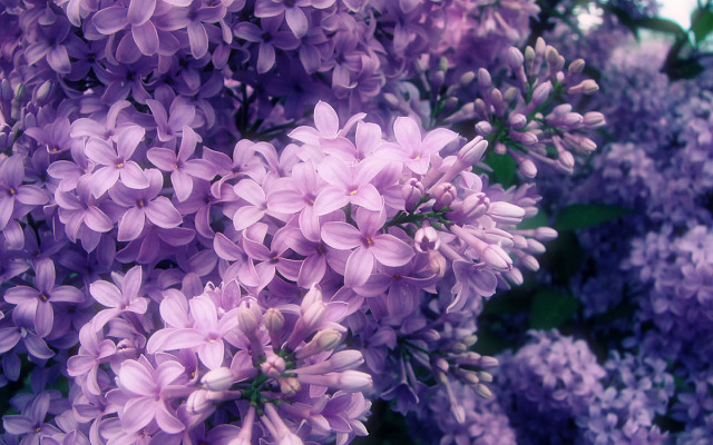 Purple flowers bloom sunlight blurry free wallpaper for desktop - medium preview image