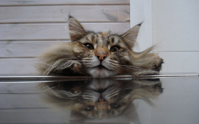 Cat reflection stilllife illusion photorealistic free wallpaper for desktop - medium preview image
