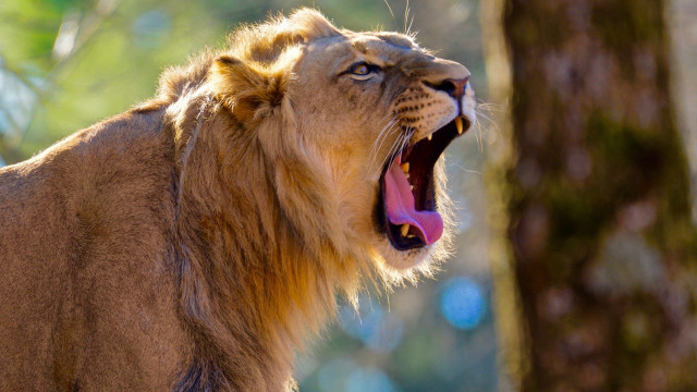 Lion open mouth wildlife photography #2 free wallpaper for desktop - medium preview image