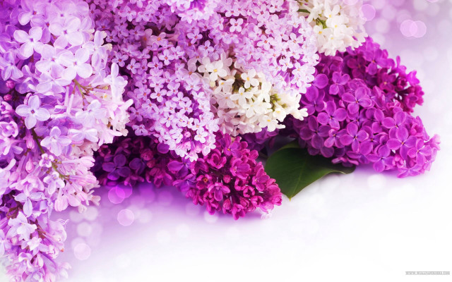 Purple flower bouquet wisteria daisy free wallpaper for desktop - medium preview image