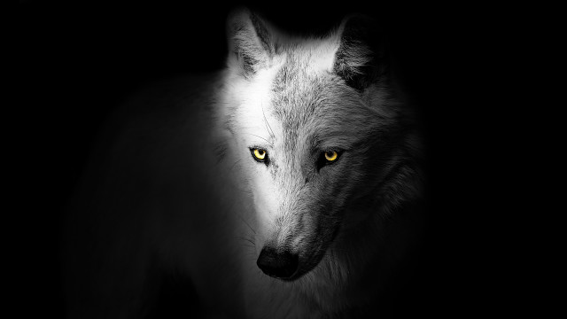 White wolf yellow eyes dark free wallpaper for desktop - medium preview image
