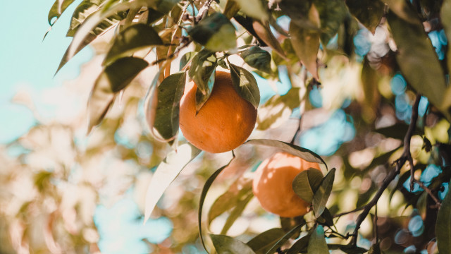Orange tree berries leaves sunny free wallpaper for desktop - medium preview image