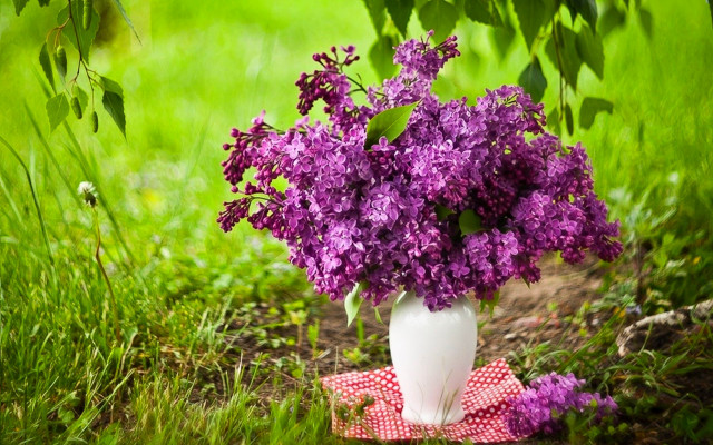 White vase purple flowers checkered free wallpaper for desktop - medium preview image