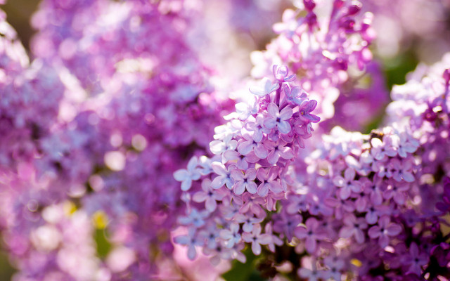 Purple flowers vase table blurry free wallpaper for desktop - medium preview image