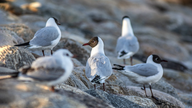 Seagulls rock formation bird photography free wallpaper for desktop - medium preview image