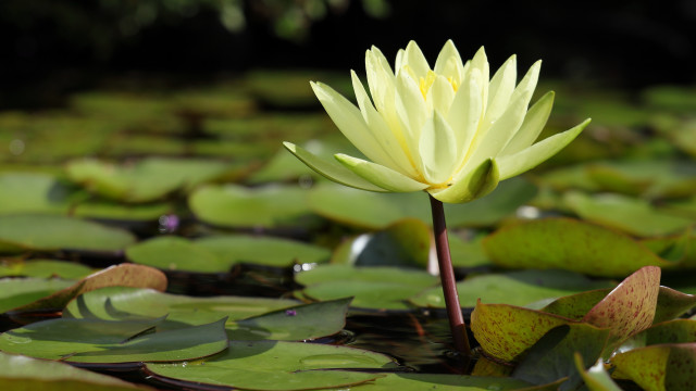 Yellow flower water lilies nature free wallpaper for desktop - medium preview image