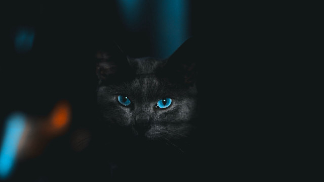 Blue eyes cat glowing dark free wallpaper for desktop - medium preview image