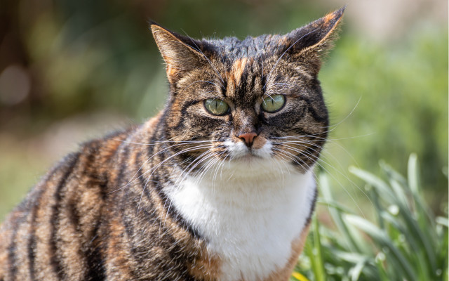 Cat green eyes sad grass free wallpaper for desktop - medium preview image