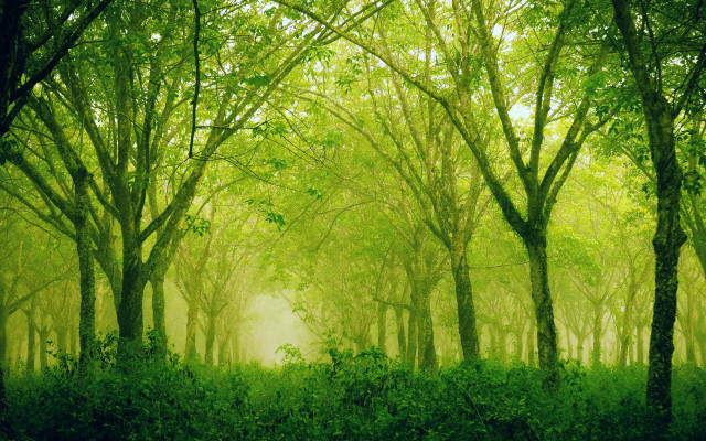 Green forest trees bushes fog free wallpaper for desktop - medium preview image