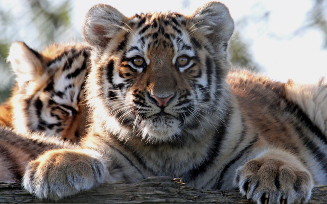 Curious tigers on log wildlife free wallpaper for desktop - medium preview image