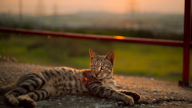 Cat sunbathing fence field art free wallpaper for desktop - medium preview image