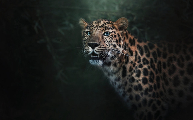 Leopard blue eyes dark forest #2 free wallpaper for desktop - medium preview image