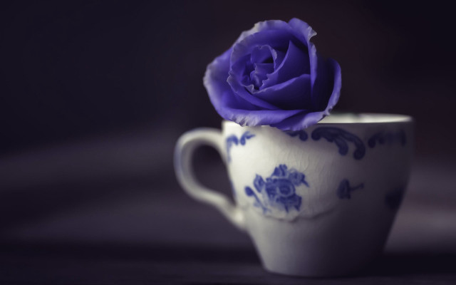 Purple rose white cup still free wallpaper for desktop - medium preview image