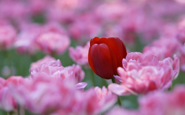 Red tulip pink flowers spring free wallpaper for desktop - medium preview image