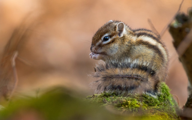 Chipper chipmunk mossy branch blue free wallpaper for desktop - medium preview image