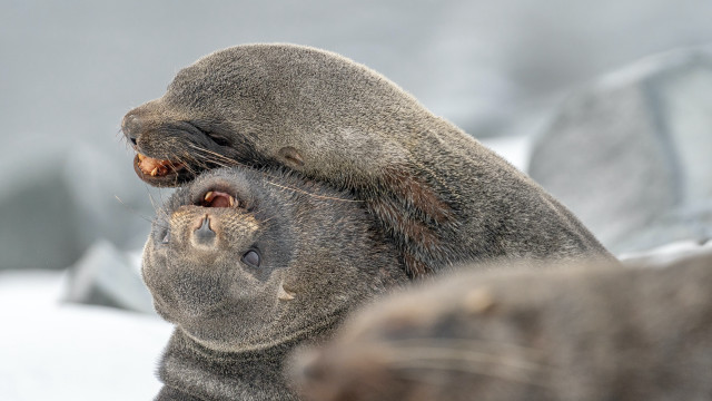 Seal sitting snow head back free wallpaper for desktop - medium preview image