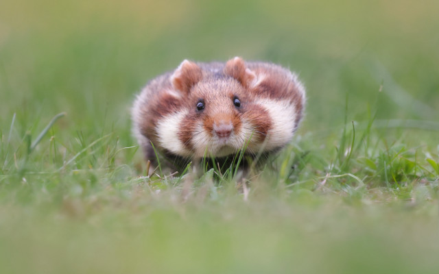 Chippy rodent grass smiling nature free wallpaper for desktop - medium preview image