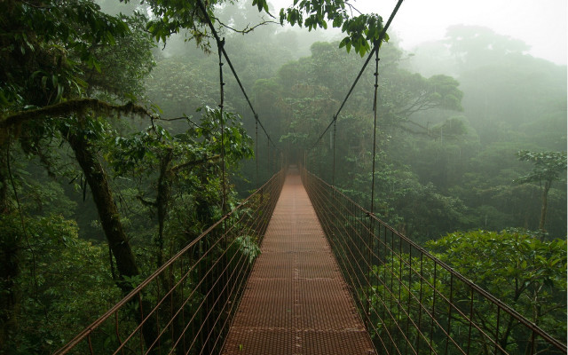 Suspension bridge forest rain fog free wallpaper for desktop - medium preview image