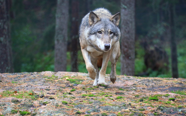 Wolf forest nature photography blurry free wallpaper for desktop - medium preview image