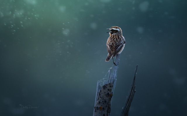 Bird post snow night digital free wallpaper for desktop - medium preview image