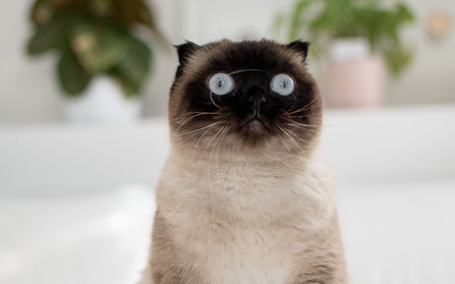 Cat blue eyes table plant free wallpaper for desktop - medium preview image