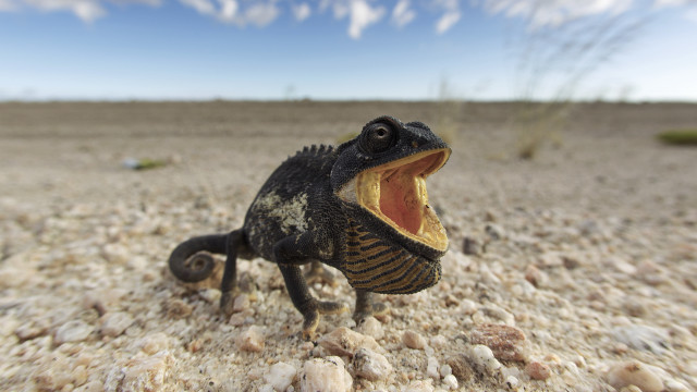 Small lizard rocky surface clouds free wallpaper for desktop - medium preview image