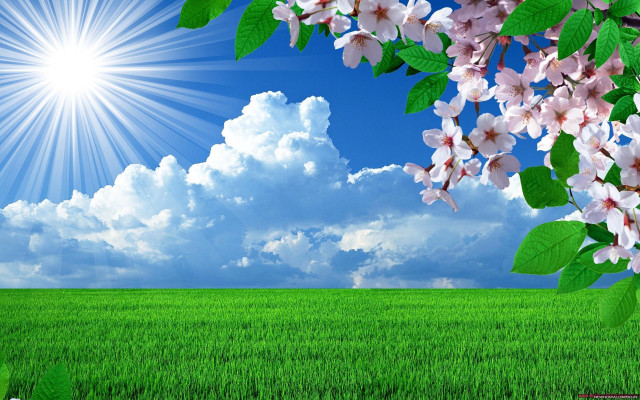 Field flowers sun clouds grass free wallpaper for desktop - medium preview image
